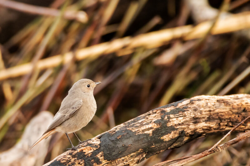 Rougequeue noir femelle